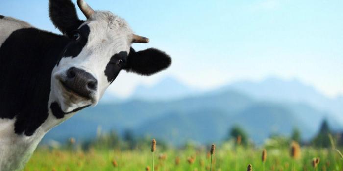 1440x900 Dairy Cow Wallpapers