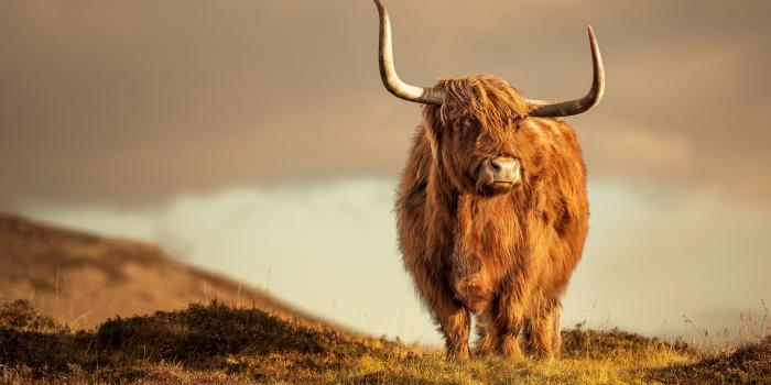 3573x2367 40+ Cow HD Wallpapers and Backgrounds