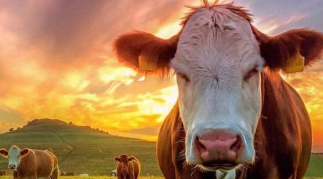 630x1280 Cows wallpaper by tubar - Download on ZEDGE™ | 6610