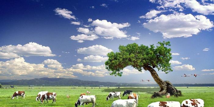 1024x768 Cows Wallpapers | Cow wallpaper, Cow pictures, Animal wallpaper