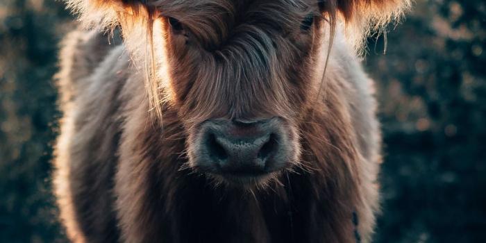 1284x2778 Best Highland cow iPhone HD Wallpapers - iLikeWallpaper