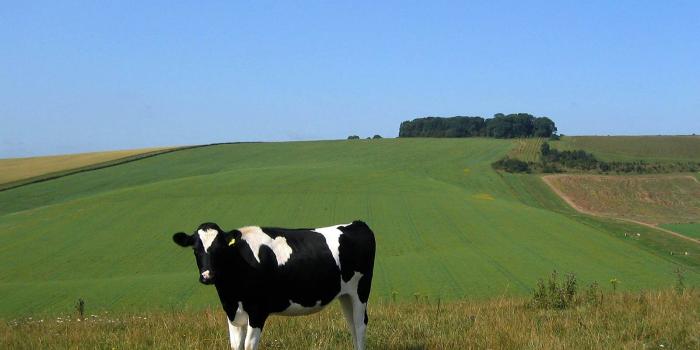 1600x1200 Download Cow In A Farm Field Wallpaper | Wallpapers.com