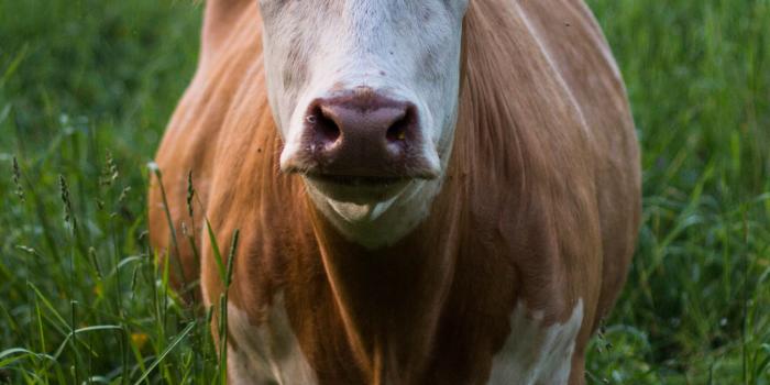 2048x2732 Cow in Grass Wallpaper - iPhone, Android & Desktop Backgrounds