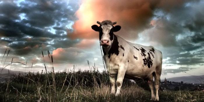 1024x768 Download Cow With Tiny Horns Wallpaper | Wallpapers.com