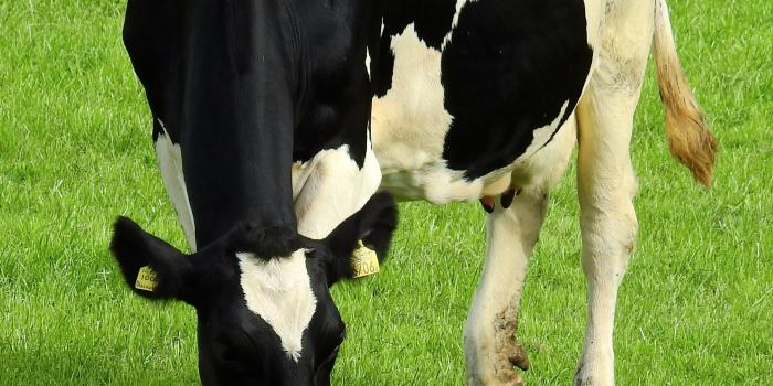 2048x2732 Holstein Cow Wallpaper - iPhone, Android & Desktop Backgrounds