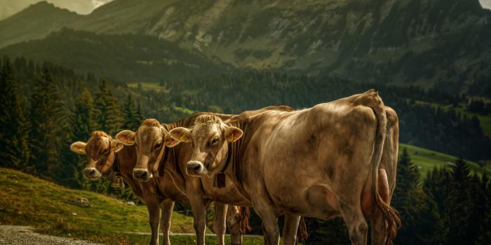 5616x3744 50+ 4K Cow Wallpapers | Background Images