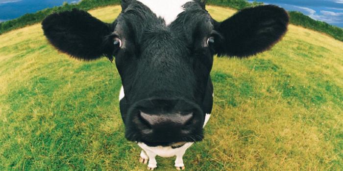 1024x768 Cute Cow Wallpapers - Top Free Cute Cow Backgrounds - WallpaperAccess