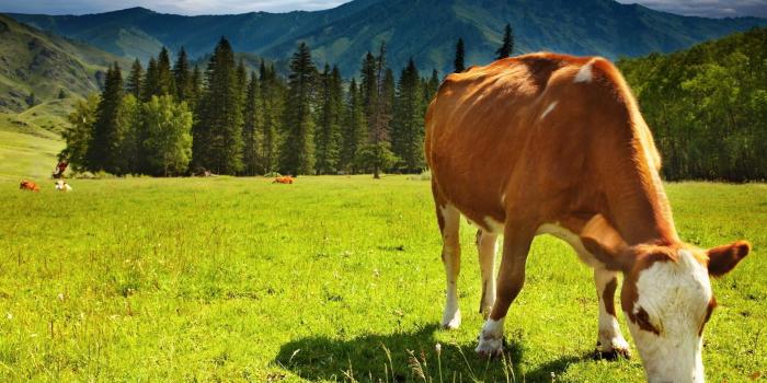 1920x1200 Cow Wallpaper (63+ pictures)