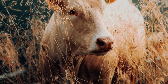 1000x1250 1000+ Cows Pictures | Download Free Images on Unsplash