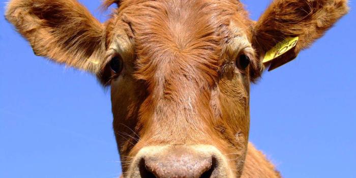 1024x768 Cow Wallpaper and background - Animals Town