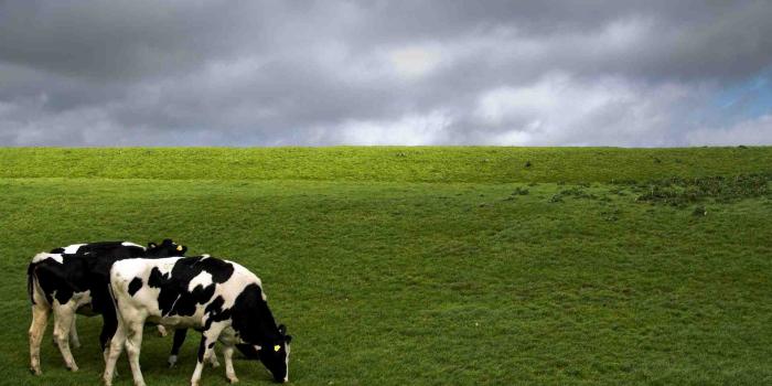 1920x1200 Cow Wallpapers