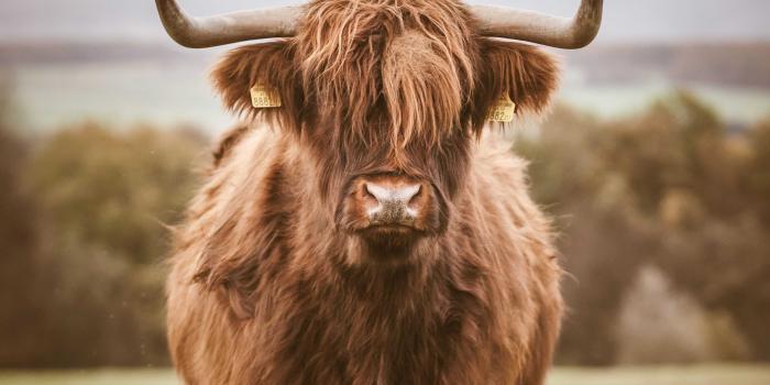 3744x5616 Android Cute Cow Wallpaper - Wallpaper Sun