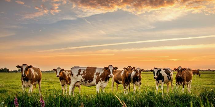 1332x850 Wallpaper nature, cows, meadow, the herd images for desktop, section  животные - download