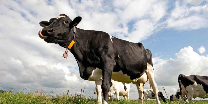 1680x1050 Cow Wallpaper - Cows Wallpaper (26941954) - Fanpop