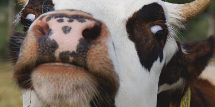 1350x2400 Cute Wow Wallpaper iPhone - PixelsTalk.Net