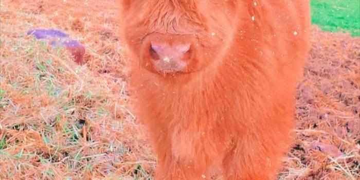 750x1195 Cute Cow Wallpaper - EnJpg