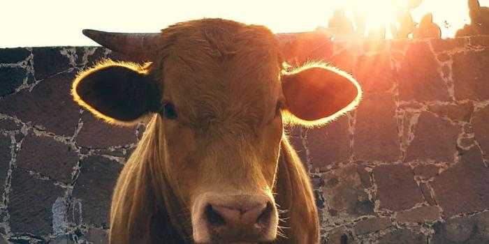 1080x1920 Cow Wallpapers [Desktop,iPhone,Laptop,Mobile]