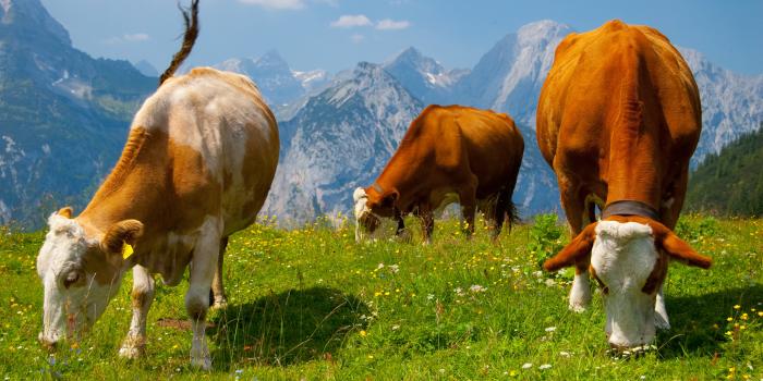 2560x1600 Cows in the Alps wallpaper - Animal wallpapers - #12197