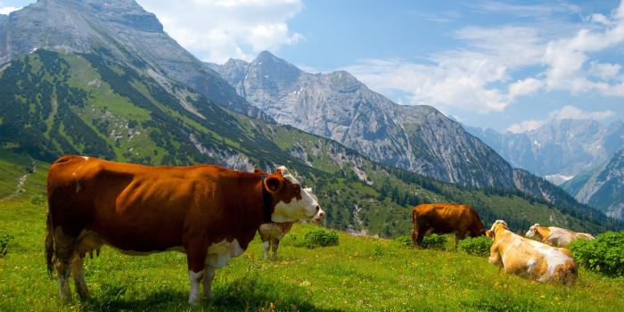 1920x1080 Cow Wallpaper HD - PixelsTalk.Net