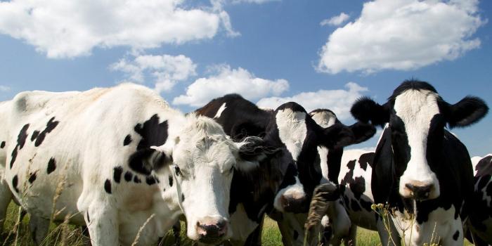 1920x1200 Cow HD Wallpaper