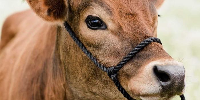 1242x1847 Cute Cow Wallpaper - NawPic