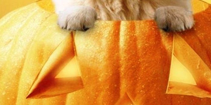 1080x1920 Cute Halloween Phone Wallpaper - 2022 Phone Wallpaper HD
