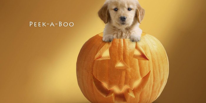 1920x1200 Cute Halloween Background - PixelsTalk.Net