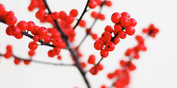 736x1308 10 Pretty Red Wallpapers For Your Red iPhone XR | Preppy Wallpapers