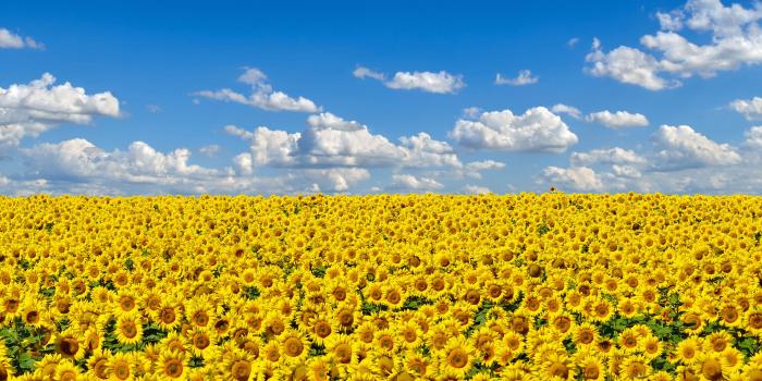 3240x2160 We stand with Ukraine by Microsoft | Wallpapers | WallpaperHub