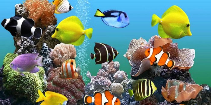 1920x1080 Aquarium Desktop Wallpapers - Top Free Aquarium Desktop Backgrounds -  WallpaperAccess