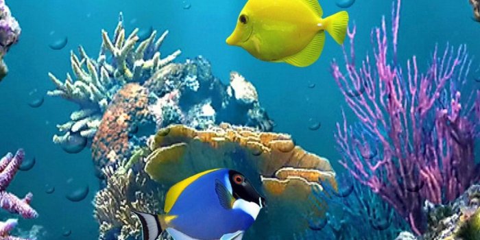 1284x2778 Best Aquarium iPhone HD Wallpapers - iLikeWallpaper