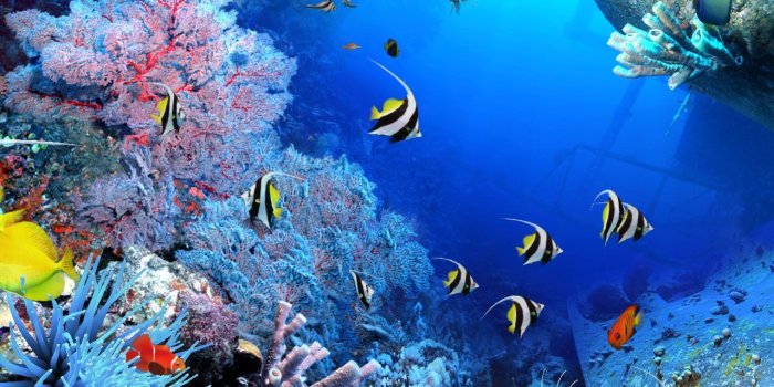 1280x800 45+ HD Aquarium Wallpapers - Download at WallpaperBro | Underwater wallpaper,  Aquarium live wallpaper, Fish wallpaper