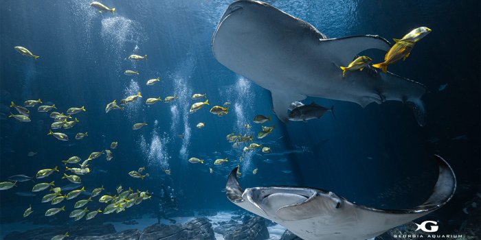 1920x1080 Digital Wallpapers | Virtual Backgrounds from Georgia Aquarium