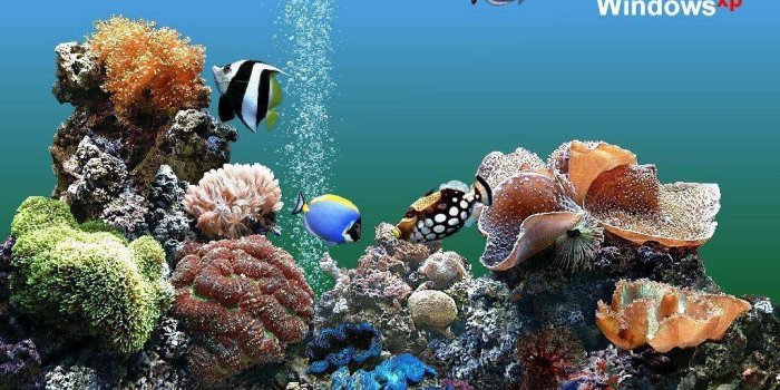 1024x768 Aquarium Backgrounds Pictures