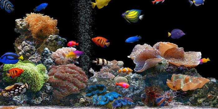 1680x1050 Aquarium wallpapers | Aquarium stock photos