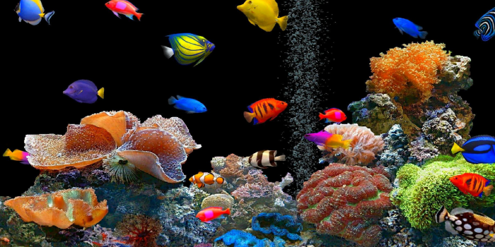 1920x1080 Amazon.com: Beautiful tropical fish aquarium screensaver with classical  music 10 hour ambient sounds screensaver video : Tranquility4U,  Tranquility4U: Movies & TV