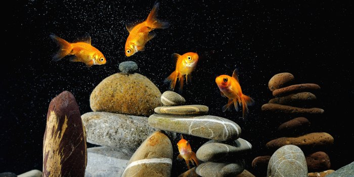 3840x2400 Fish Tank Wallpapers HD - PixelsTalk.Net