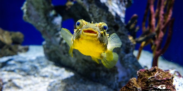 1920x1080 Digital Wallpapers | Virtual Backgrounds from Georgia Aquarium