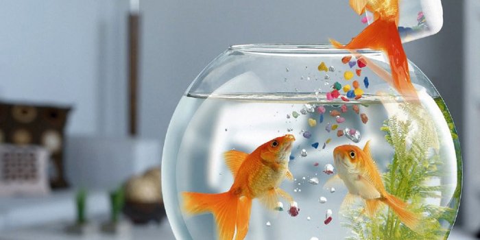 1600x1200 Aquarium HD Wallpapers - PixelsTalk.Net