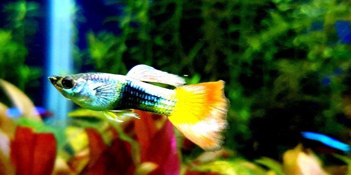 2048x1152 Best freshwater aquarium fish 4k hd wallpapers