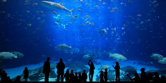 1920x1080 underwater, Silhouette, Fish, Aquarium HD Wallpapers / Desktop and Mobile  Images & Photos