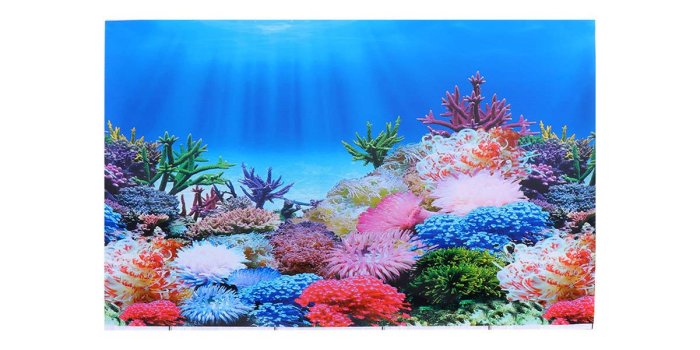 1201x1201 Amazon.com: POPETPOP Fish Tank Background - 2 Sided Aquarium Wallpaper  Aquarium Background Sticker Tank Decoration - 17.5x11.8 in : Pet Supplies