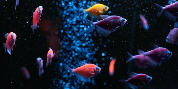 1000x1500 750+ Aquarium Pictures [HD] | Download Free Images on Unsplash