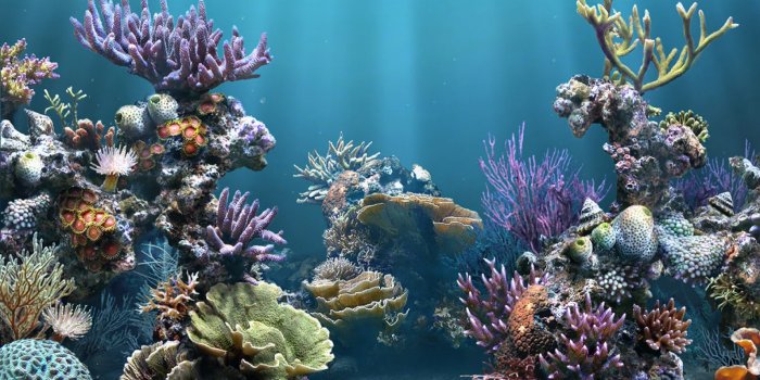 1920x1080 HD Aquarium Backgrounds 1080p #7019962