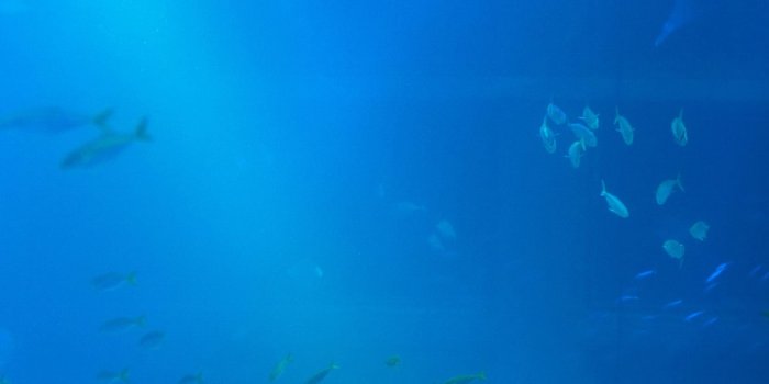 1284x2778 Best 38 Aquarium Backgrounds on Hip iPhone Wallpapers Free Download