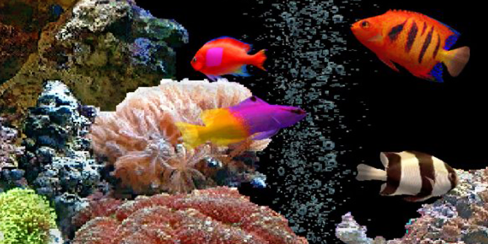 1080x1920 Fish Tank HD Wallpaper for Android