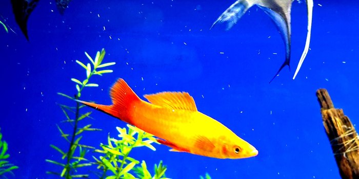 2048x1152 Top 20 Aquarium Fish 4K HD Wallpapers