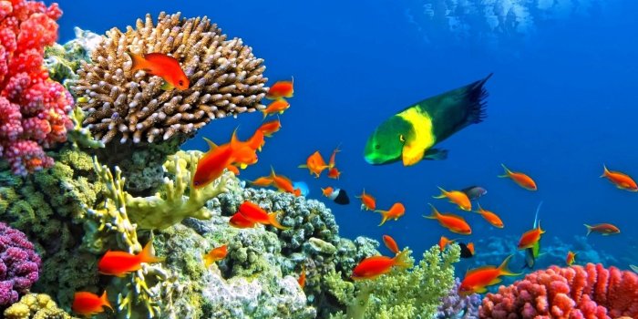 1920x1200 Aquarium Wallpapers - Top Free Aquarium Backgrounds - WallpaperAccess