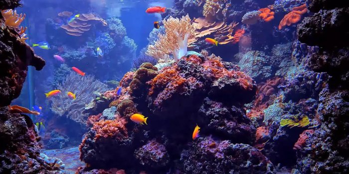 1280x720 Aquarium/Acuario - Wallpaper Engine / Live Wallpaper