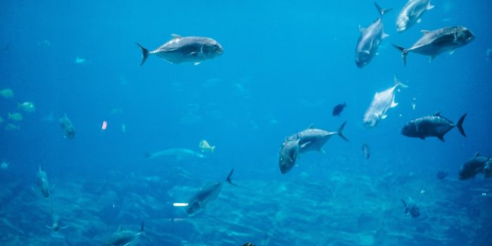 1000x1498 750+ Aquarium Pictures [HD] | Download Free Images on Unsplash